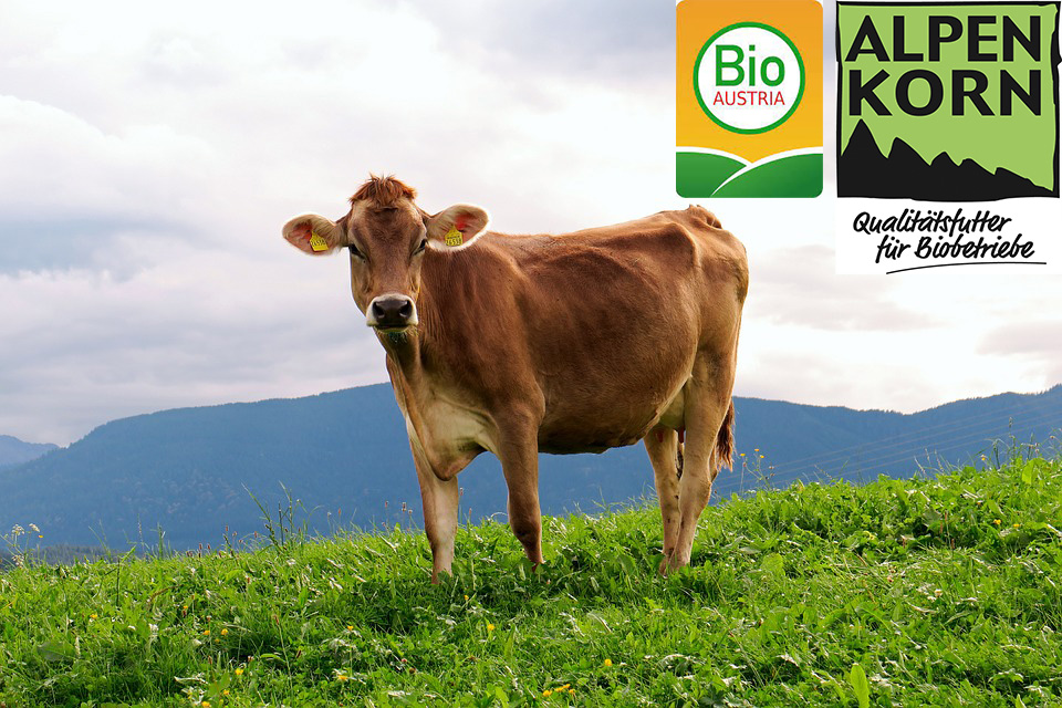 Alpenkorn Bio für Rinder