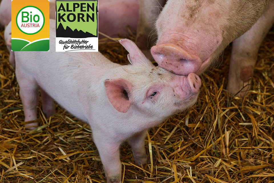 Alpenkorn Bio für Schweine